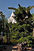 Myanmar - Following the rampart sections above the southern canal of Old Inwa. 